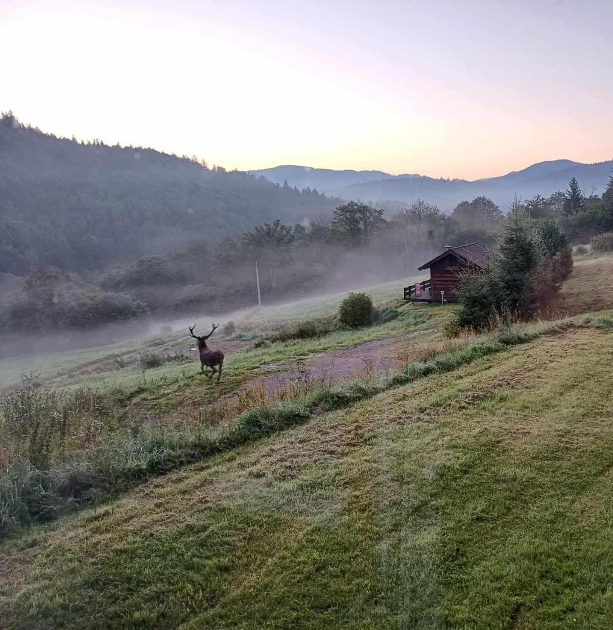 Pod Dobrym Adresem-Domek Na Lace Cisna Dış mekan fotoğraf